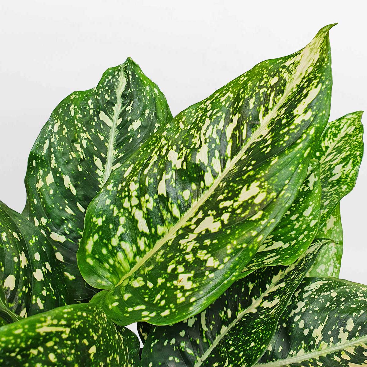 cây sao sáng lá đậm