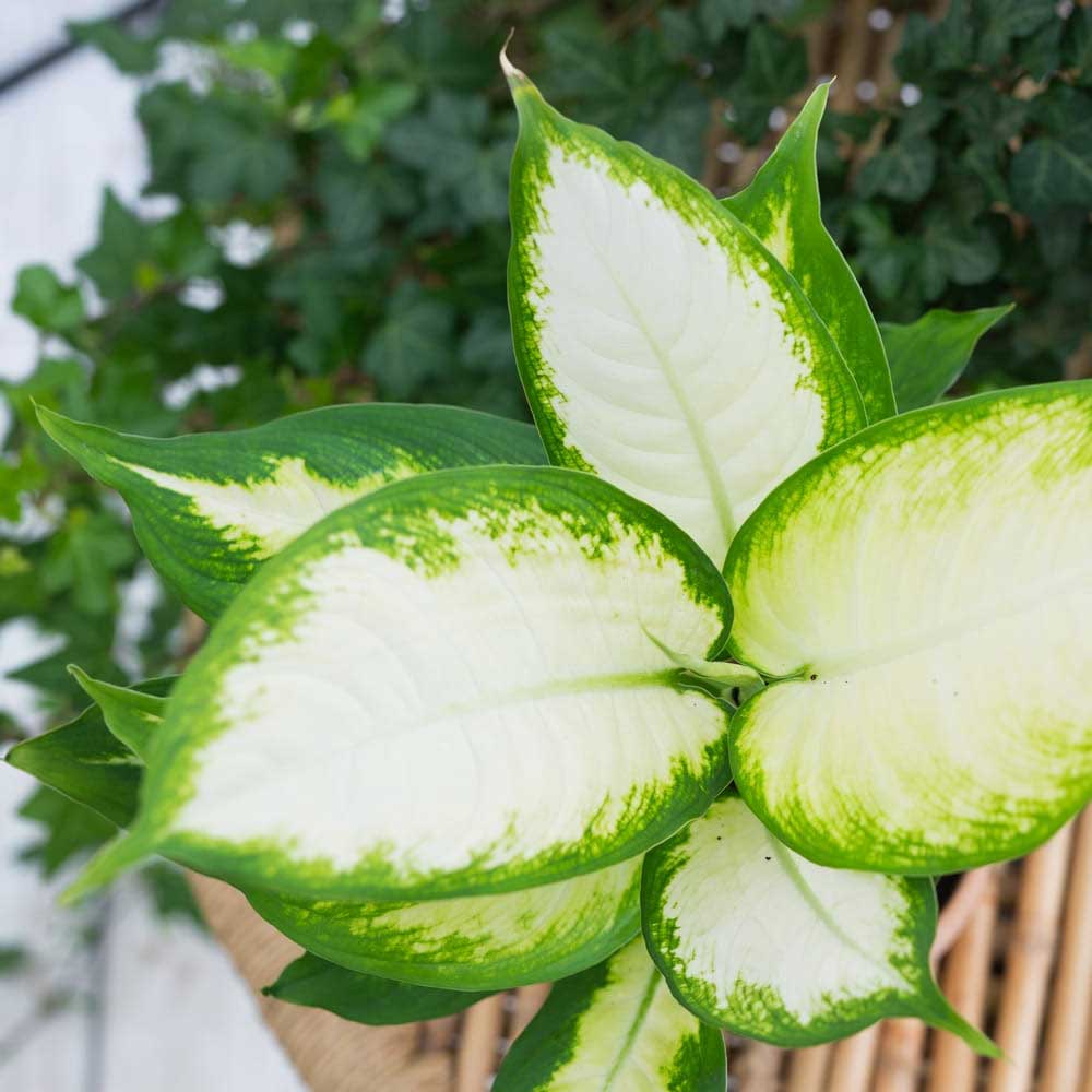 cay sao sang thuy sinh 1 1