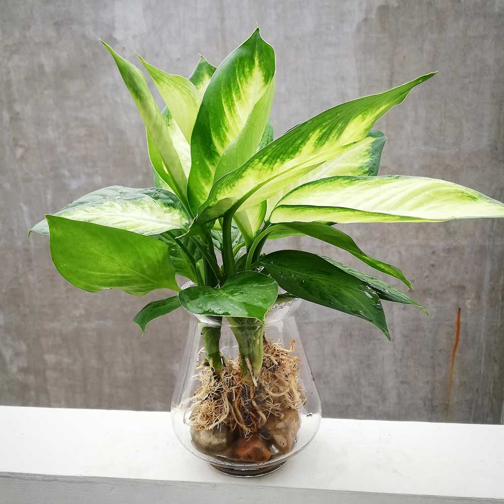 cây sao sáng thủy sinh