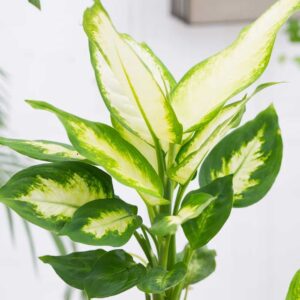 cay sao sang thuy sinh 2