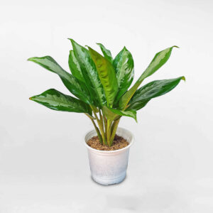 cay thanh lam chau uom 1