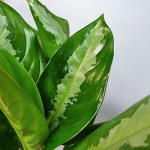 cay thanh lam chau uom 2