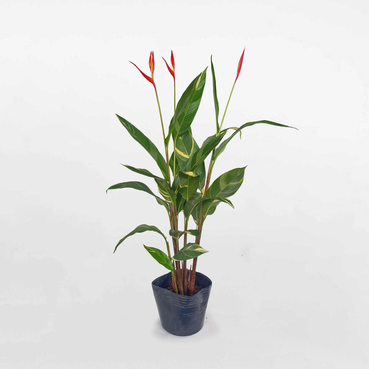 cay thien dieu chau uom