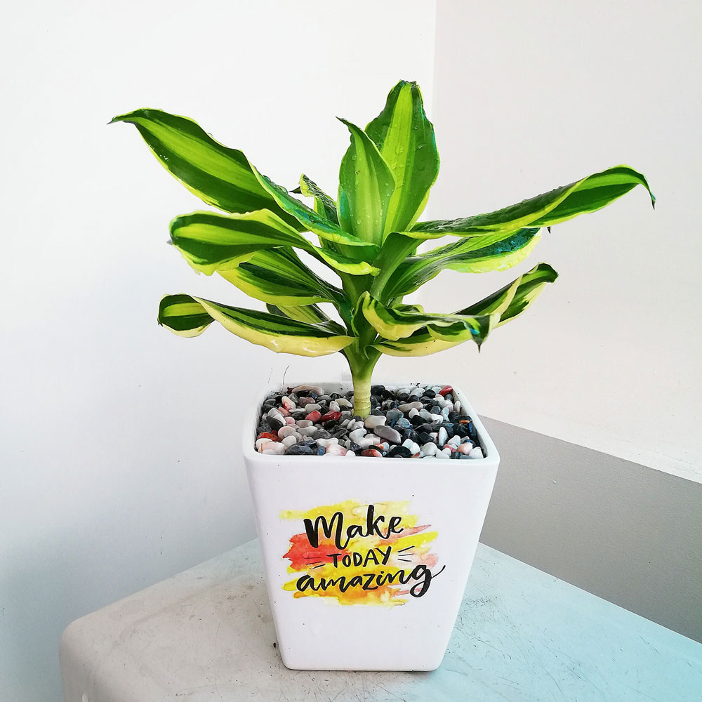 cay thiet moc lan de ban 1