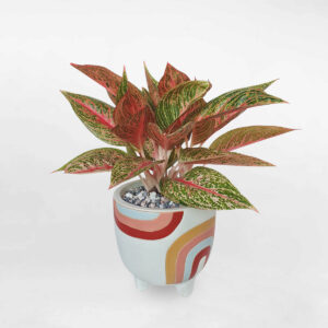 cay thinh vuong chau su de ban 1