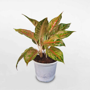 cây thịnh vượng pink butterfly