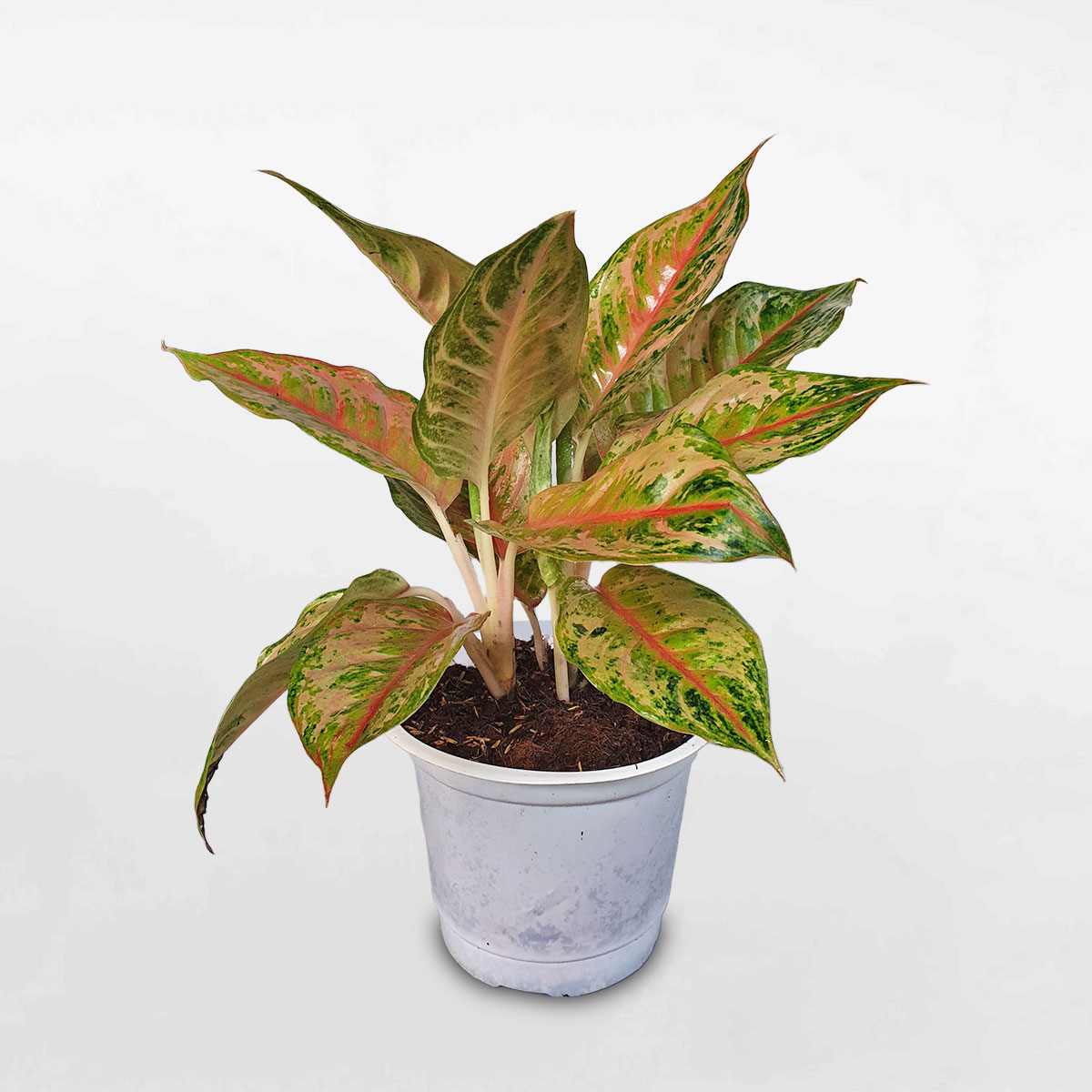 cây thịnh vượng pink butterfly