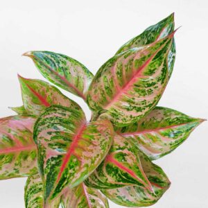 cây thịnh vượng pink butterfly