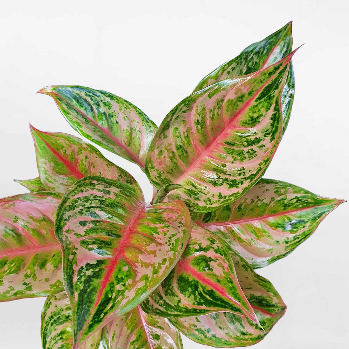 cây thịnh vượng pink butterfly