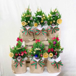 cay thong giang sinh mini