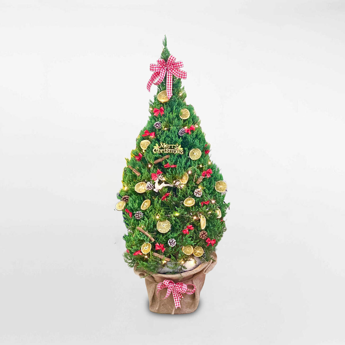 cay thong noel co lon trang tri giang sinh