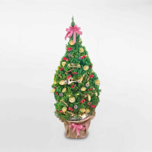 cay thong noel co lon trang tri giang sinh