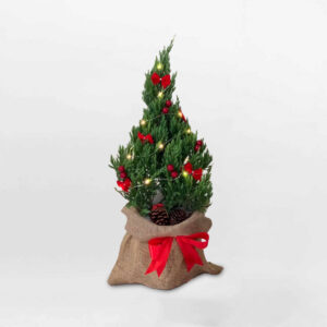 cay thong noel de ban trang tri 2022 2