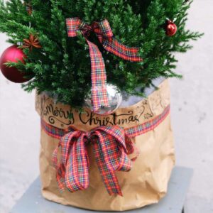 cay thong noel mini trang tri giang sinh 2