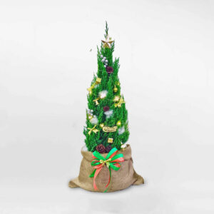 cay thong trang tri giang nho de ban