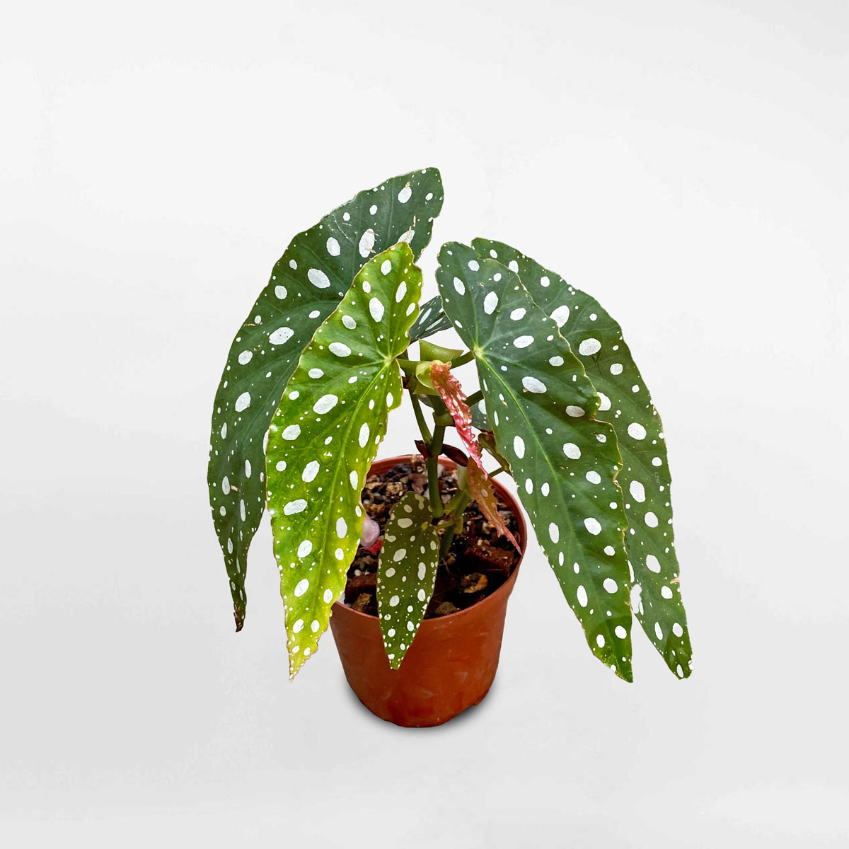 cây thu hải đường Begonia Maculata Wightii