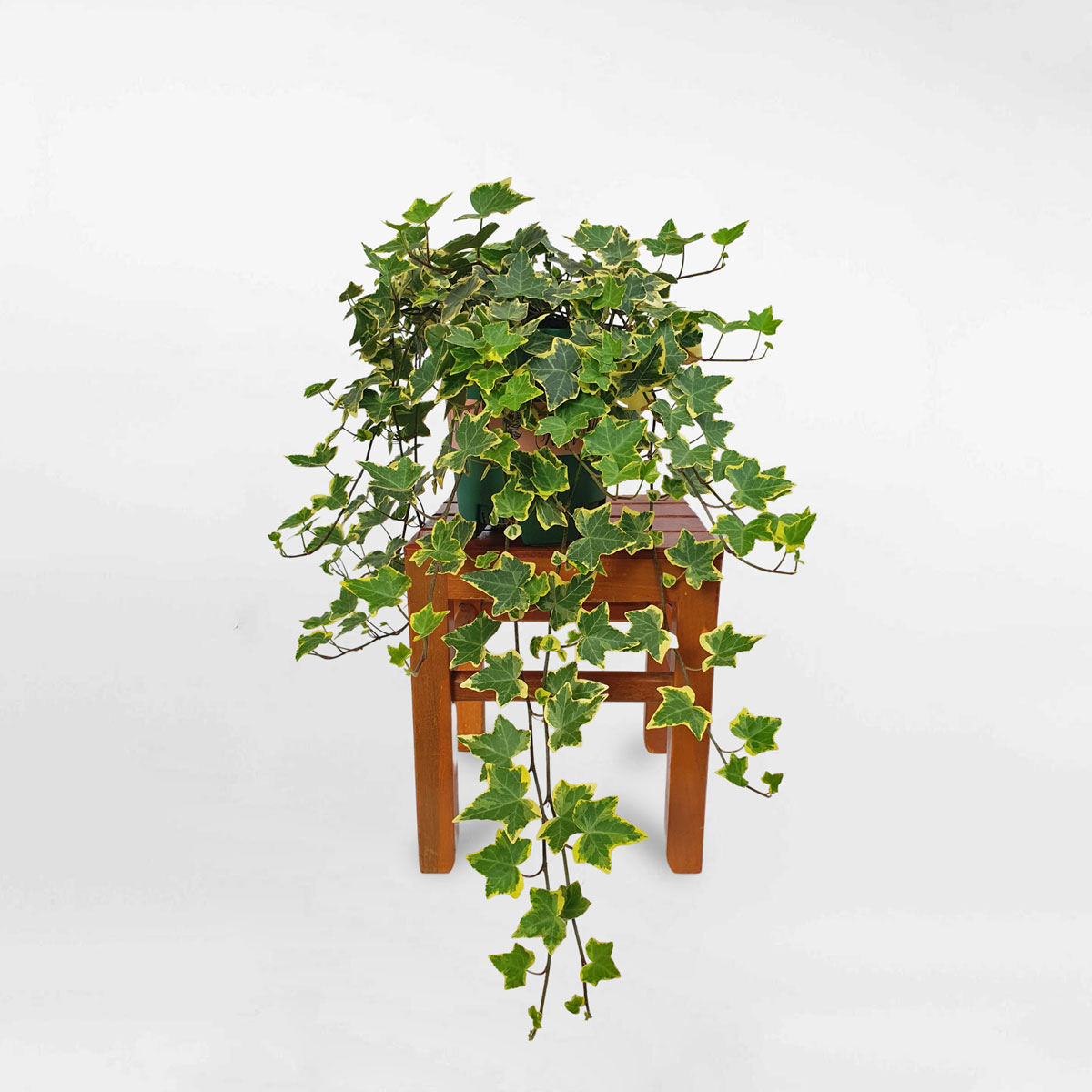 cay thuong xuan cam thach chau uom