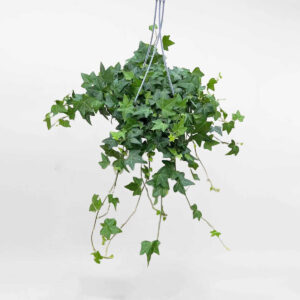cay thuong xuan xanh treo english ivy