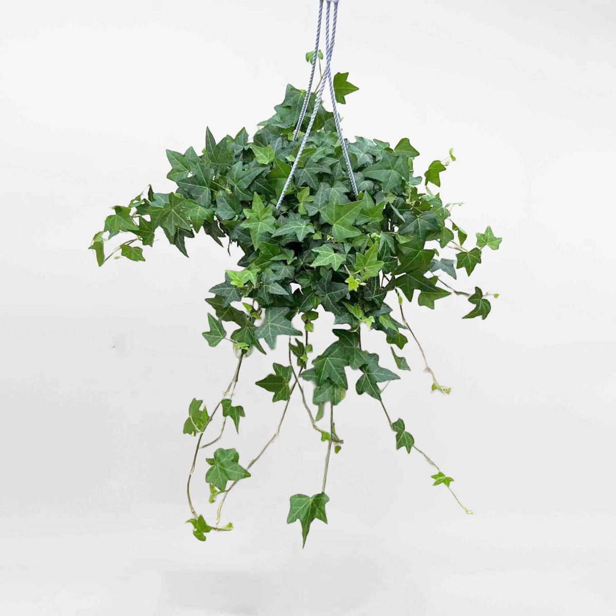 cay thuong xuan xanh treo english ivy