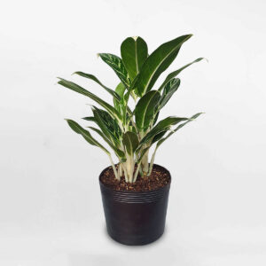 cây tiểu bạch mã hoàng tử