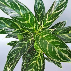 cay tieu bach ma hoang tu 2