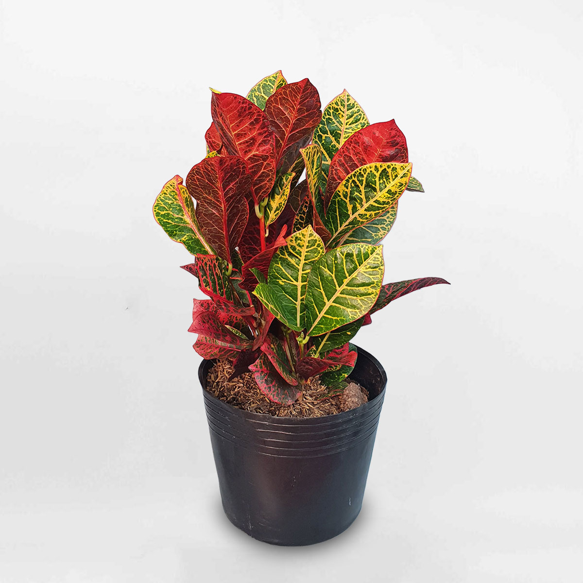 cây cô tòng lá màu