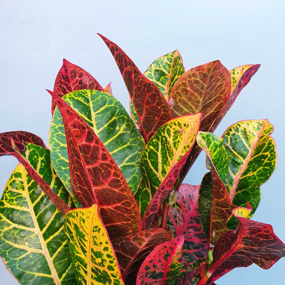 cây cô tòng lá mít đa sắc