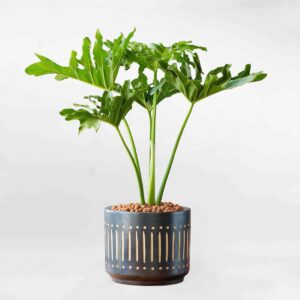 cay tra ba thanh xuan chau gom den mowgarden