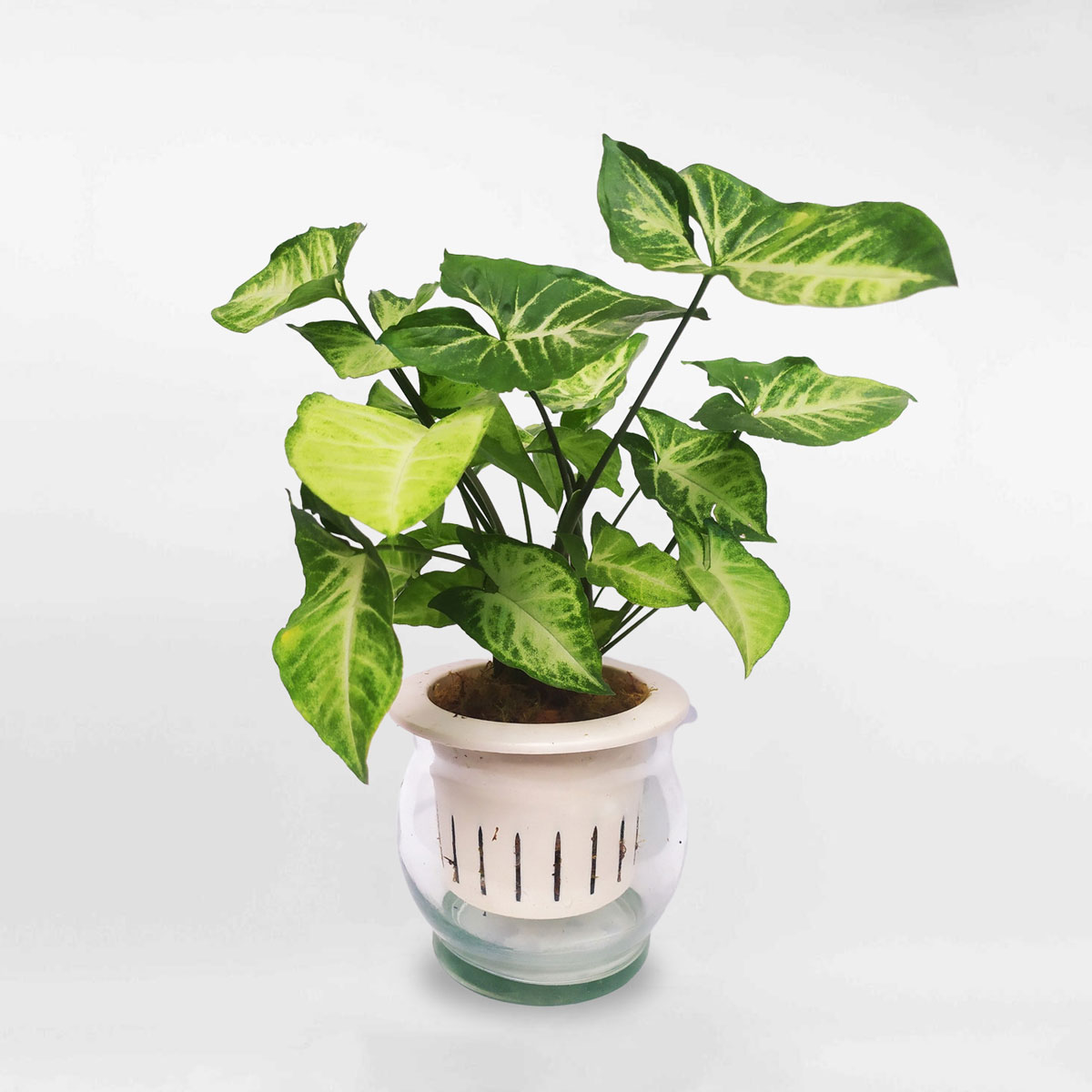 cay trac bac xanh thuy sinh