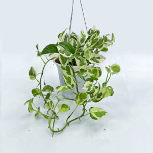 cay trau ba cam thach Epipremnum Njoy