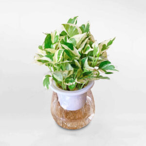 cay trau ba cam thach thuy sinh 1