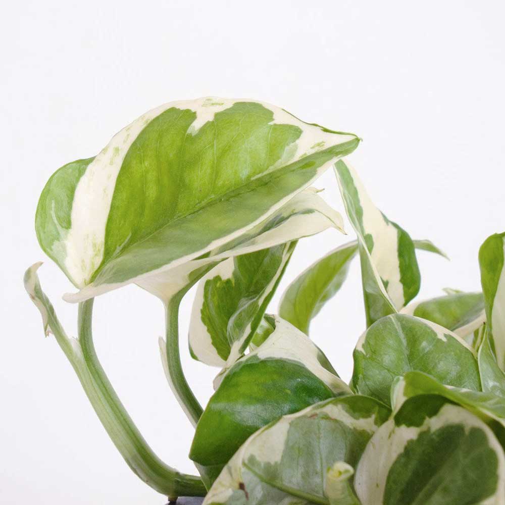 cay trau ba cam thach thuy sinh 2