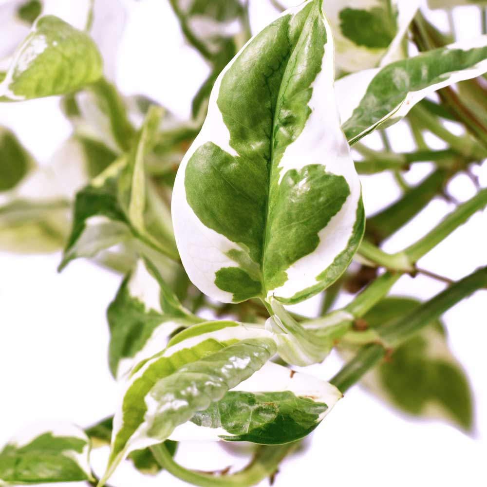 cay trau ba cam thach thuy sinh 4