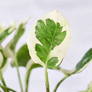 cay trau ba cam thach thuy sinh 6