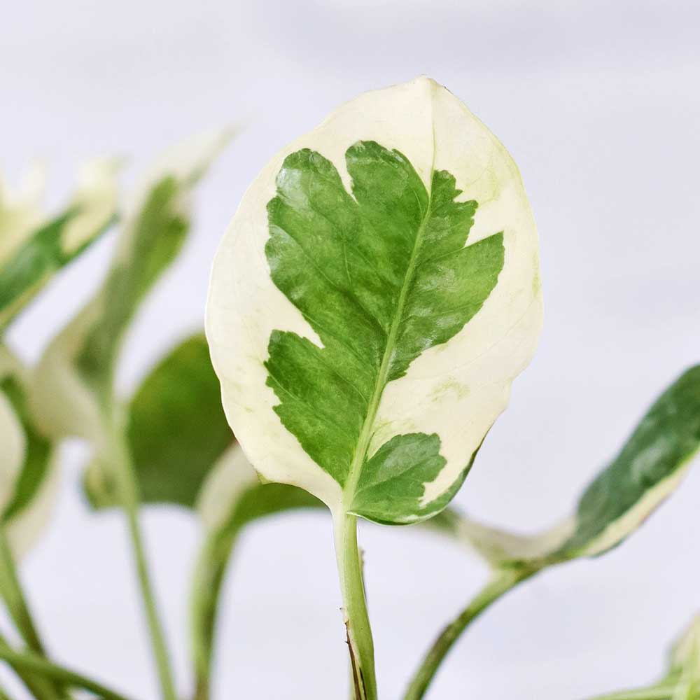 cay trau ba cam thach thuy sinh 6