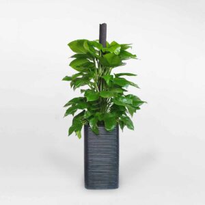 cay trau ba cot chau xi mang van soc ngang 1