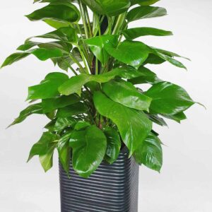 cay trau ba cot chau xi mang van soc ngang 2