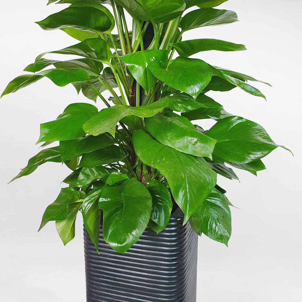 cay trau ba cot chau xi mang van soc ngang 2