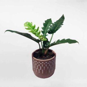 cay trau ba cung dan PHIL026