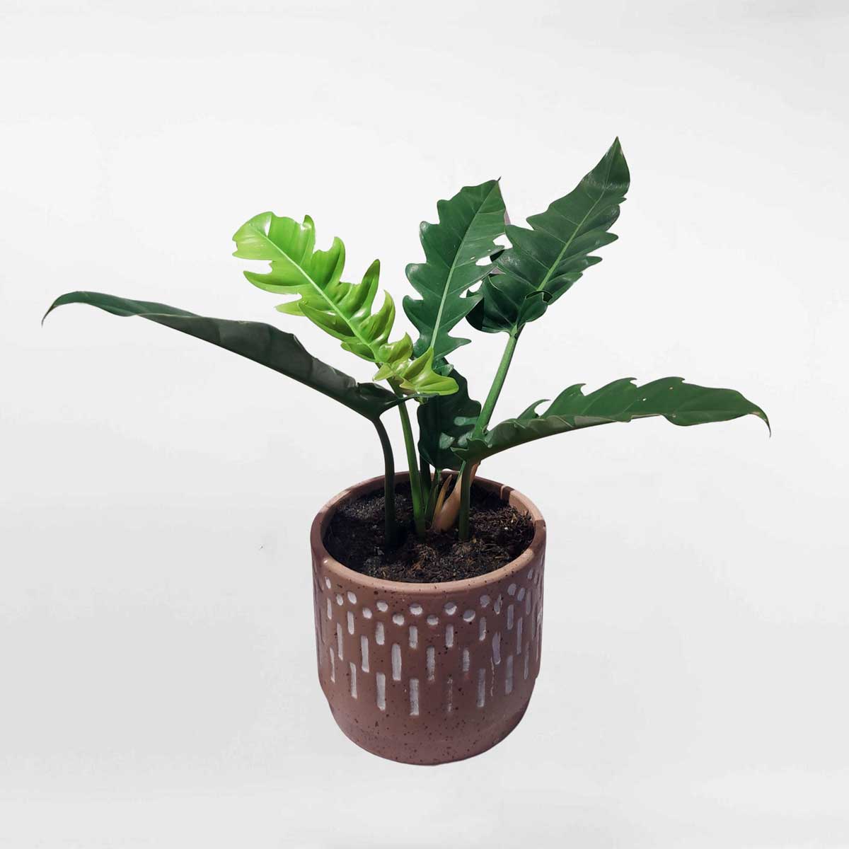 cay trau ba cung dan PHIL026