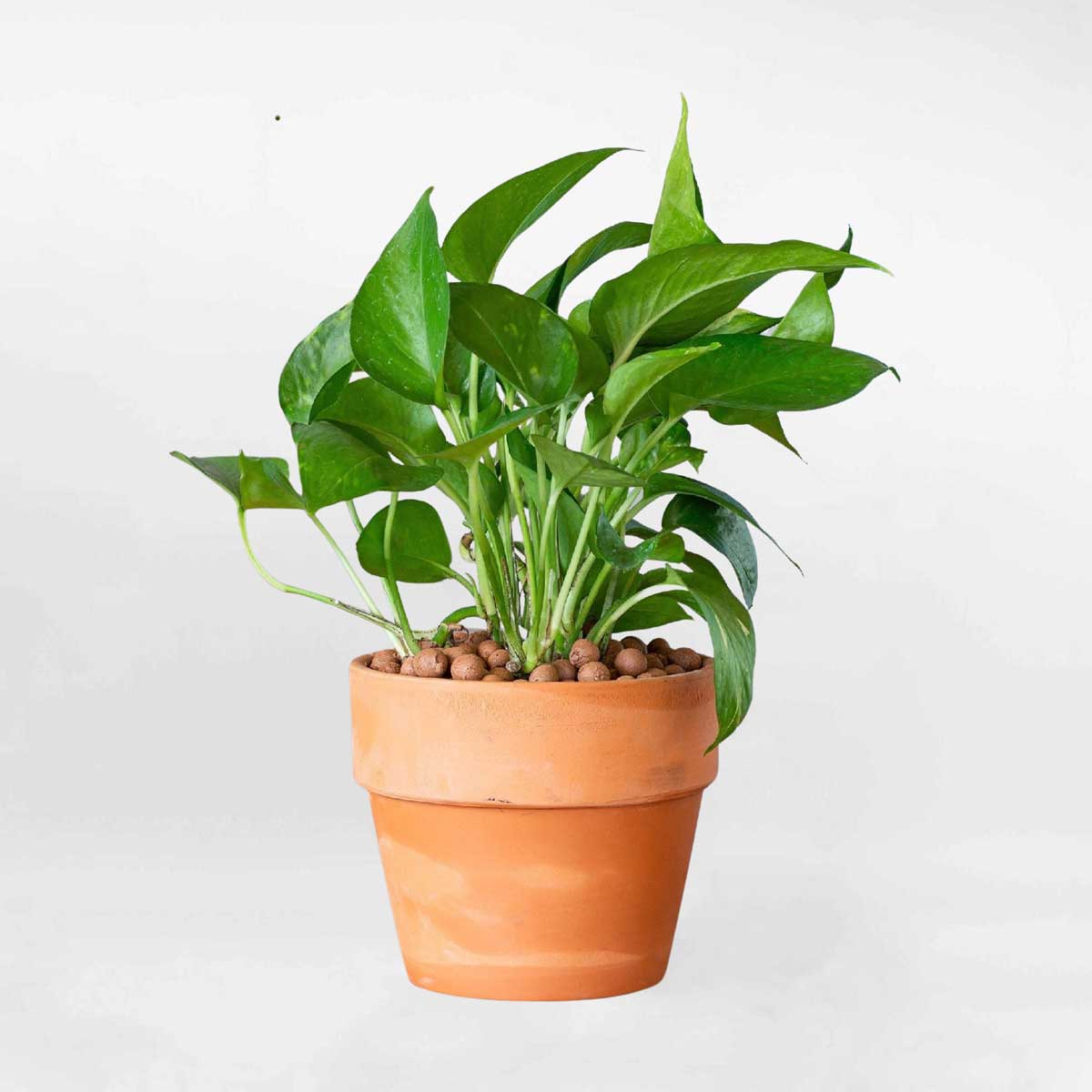 cay trau ba de ban chau gom mowgarden