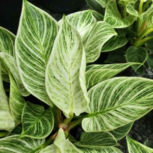 cay trau ba de vuong chau su phil001b