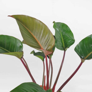 cay trau ba de vuong do