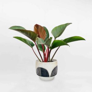 cay trau ba de vuong do chau dat nung