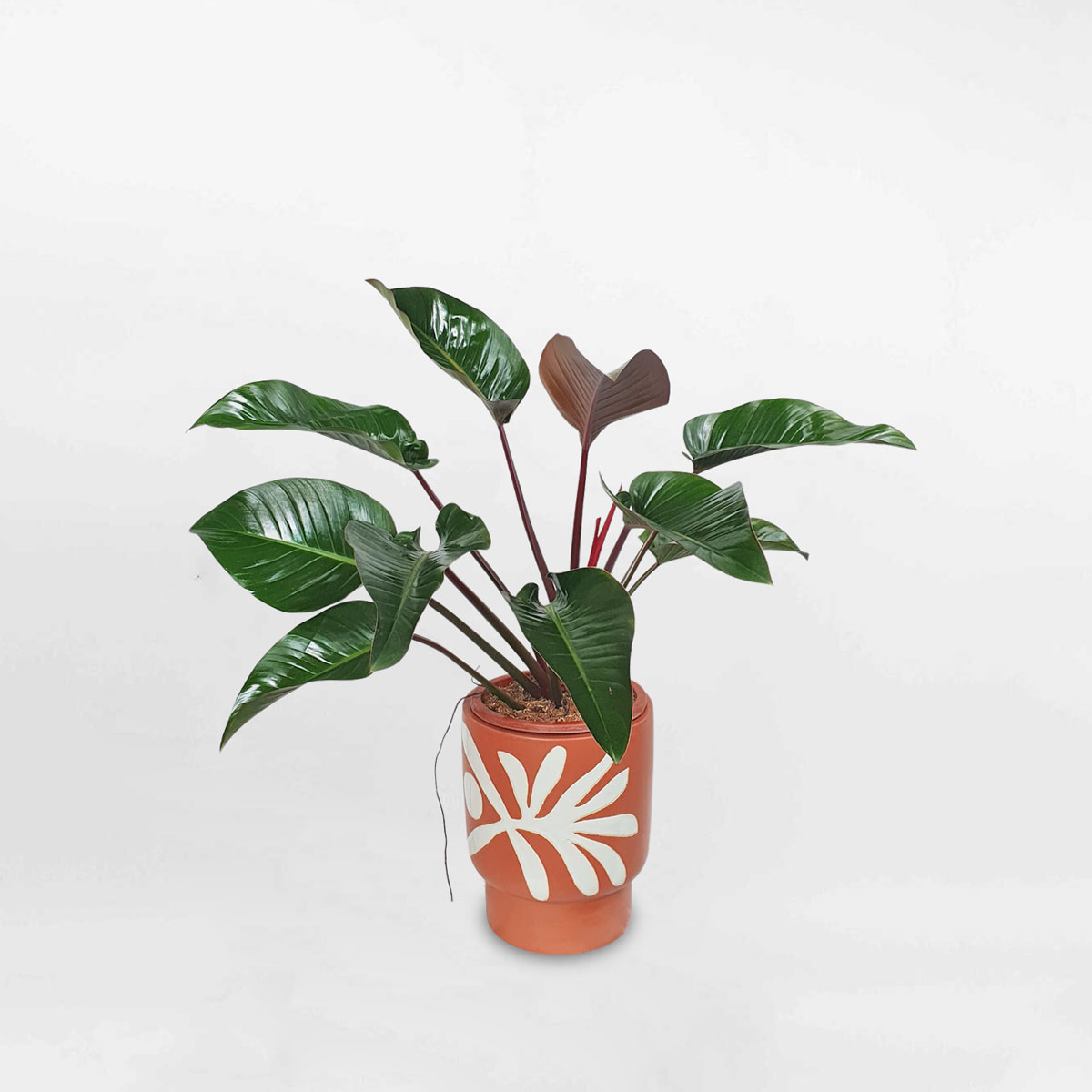 cay trau ba de vuong do chau su hoa tiet 1