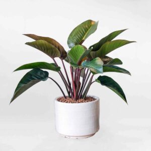 cay trau ba de vuong do PHIL003