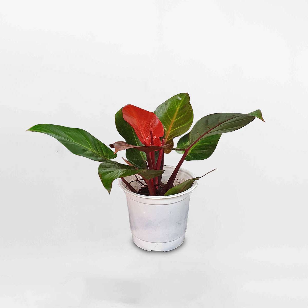 trầu bà đế vương đỏ