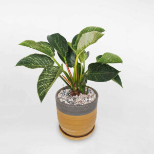 cay trau ba de vuong kim cuong 1