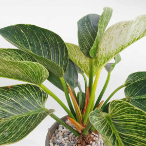 cay trau ba de vuong kim cuong 2