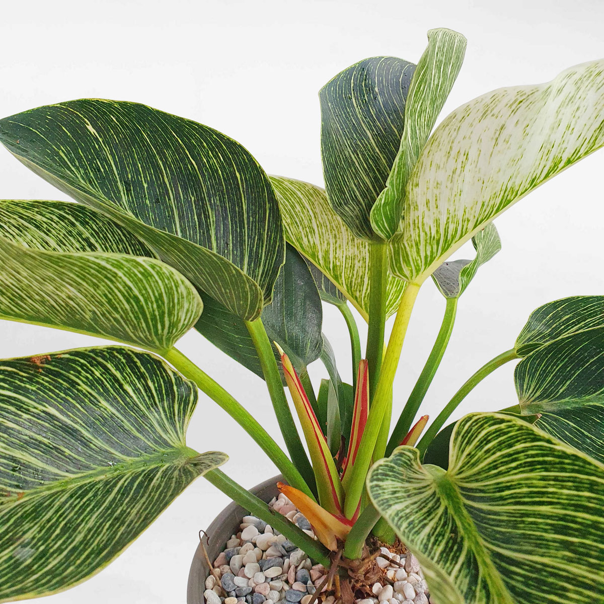 cay trau ba de vuong kim cuong 2